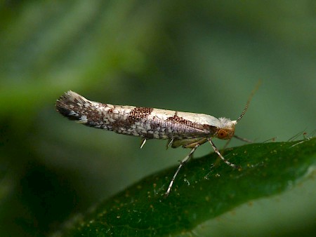 Apple Fruit Moth Argyresthia conjugella