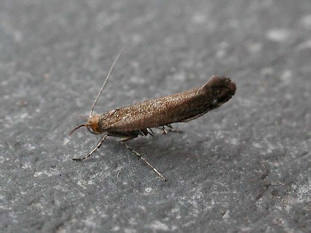 Apple Fruit Moth Argyresthia conjugella