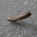 Adult, f. aerariella • Harlech, Gwynedd • © Helen Bantock