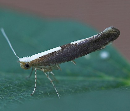 Adult &bull; &copy; Alan Drewitt