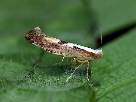 Argyresthia bonnetella