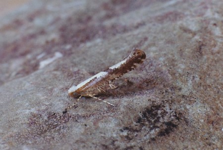 Argyresthia bonnetella