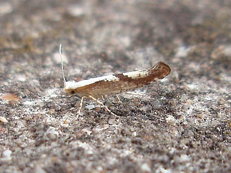 Argyresthia bonnetella