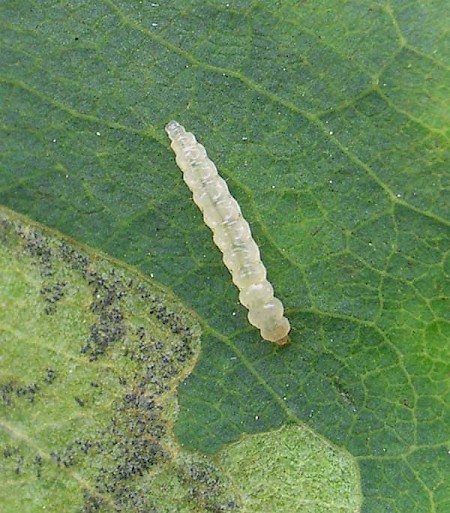 Laburnum Leaf Miner Leucoptera laburnella