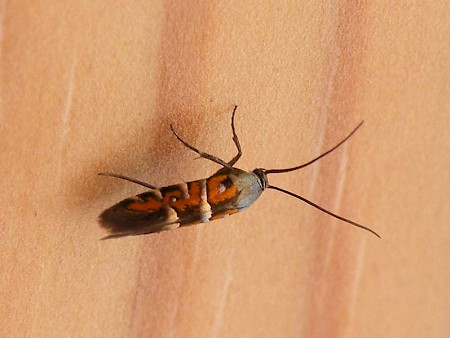 Heliodines roesella