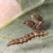 Habitation • Mine (top left) and larva in silk 'aerial walkway' on Calystegia. Late August 1998. Cheshire. • © Ian Smith