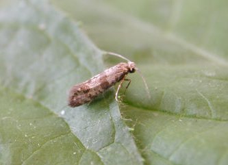 Hawthorn Moth Scythropia crataegella