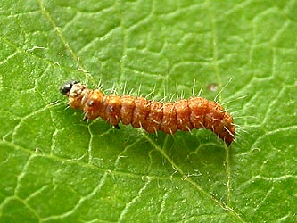 Hawthorn Moth Scythropia crataegella