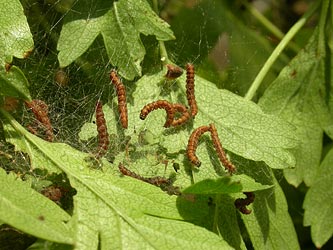 Hawthorn Moth Scythropia crataegella