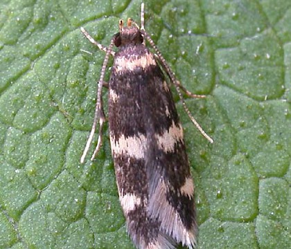 Adult &bull; Denham, East Suffolk; (gen. det. N.W.) &bull; &copy; Nigel Whinney