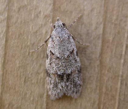 Adult &bull; Gastes France &bull; &copy; Donald Hobern