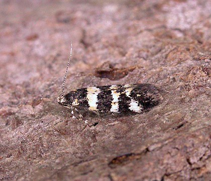 Adult &bull; Bedfordshire &bull; &copy; Melissa Banthorpe