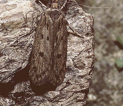 Adult &bull; Studham, Bedfordshire &bull; &copy; Charles Baker