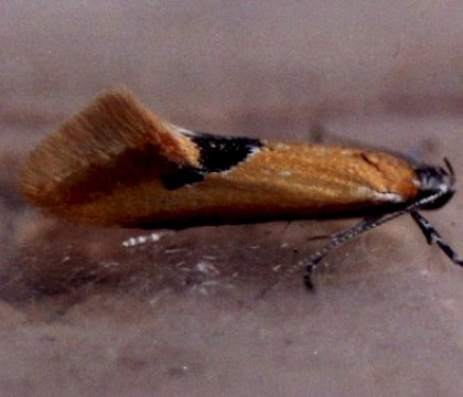 Adult &bull; Gower, Glamorgan &bull; &copy; David Painter