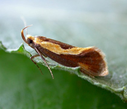 Adult &bull; Ardingly, Sussex &bull; &copy; Dave and Pen Green