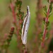 Adult • North Yorkshire • © Graham Featherstone