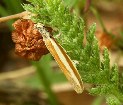 Adult &bull; Northern Greece &bull; &copy; Chris Manley