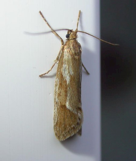 Diurnea lipsiella