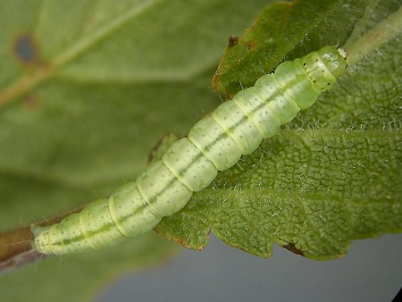 Semioscopis steinkellneriana