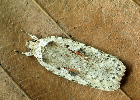 Agonopterix ocellana