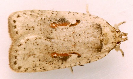 Agonopterix ocellana