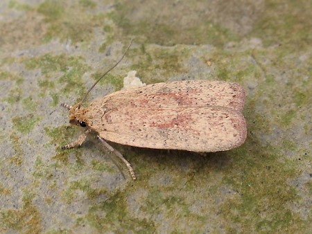 Agonopterix atomella