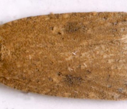 Adult &bull; early September, ex larva early Aug. on Centaurea nigra. &bull; &copy; Ian Smith