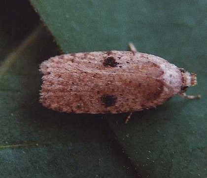 Adult &bull; Chorlton, Greater Manchester &bull; &copy; Ben Smart