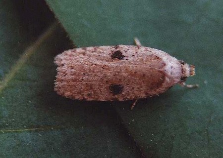 Agonopterix propinquella