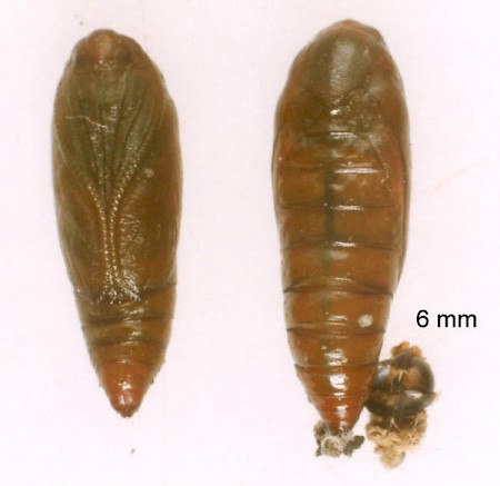 Agonopterix propinquella