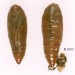 Pupa • Early July, on Cirsium arvense. Imago reared • © Ian Smith