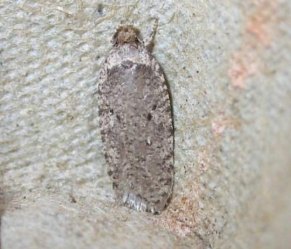 Adult &bull; Burnham-on-sea, Somerset &bull; &copy; Andrew Slade