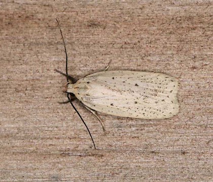 Adult &bull; Gower, Glamorgan &bull; &copy; Barry Stewart