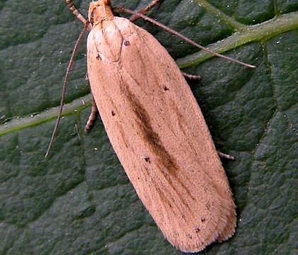 Adult &bull; Durlston Country Park, Swanage, Dorset &bull; &copy; Chris Manley