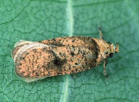 Agonopterix angelicella