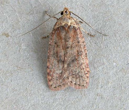 Adult &bull; Stamullen. Co. Meath, Ireland &bull; &copy; Eamonn O? Donnell