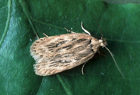 Parsnip Moth Depressaria radiella