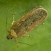 Adult • Plymouth, Devon. Reared from larva on Pimpinella major • © Bob Heckford