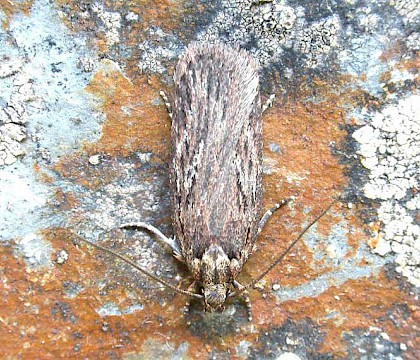 Adult &bull; Caernarvonshire; gen. det. J. Baker &bull; &copy; Jon Baker