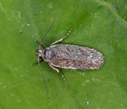 Adult &bull; Kvikne, Oppland, Norway &bull; &copy; Svein Bekkum