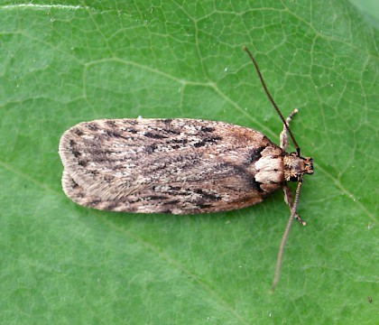 Adult &bull; Faringdon, Oxon &bull; &copy; Steve Nash