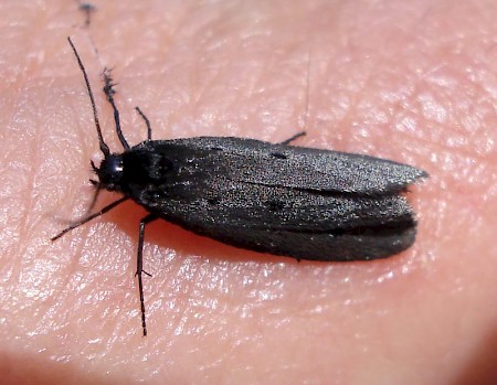 Ethmia pyrausta