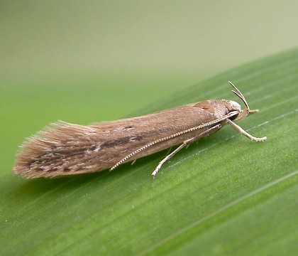 Adult &bull; West Yorkshire, reared from larva in head of Typha &bull; &copy; Ian Kimber