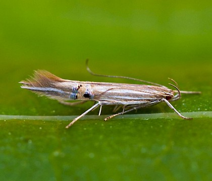 Adult &bull; Dersingham Bog NNR, Norfolk &bull; &copy; Allan Drewitt