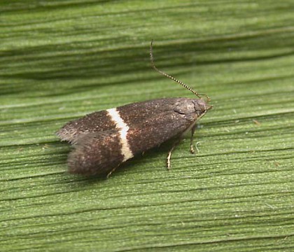 Adult &bull; Pickworth Great Wood, Leics. Gen. det. A. Mackay &bull; &copy; Andy Mackay