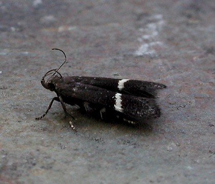 Adult &bull; Harlech, Gwynedd &bull; &copy; Helen Bantock