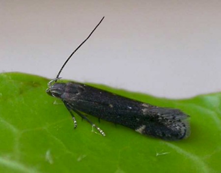 Aproaerema anthyllidella