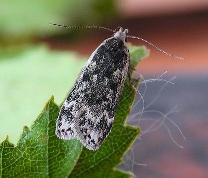 Adult &bull; Chorlton, Greater Manchester &bull; &copy; Ben Smart