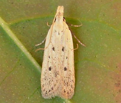 Adult &bull; Creon D