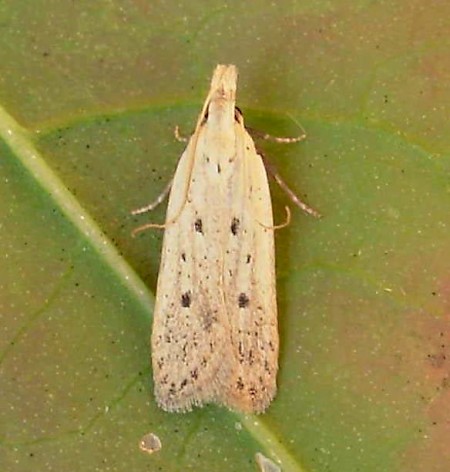 Nothris verbascella